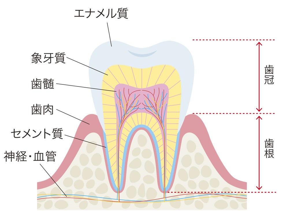 歯の仕組みに関するイラスト